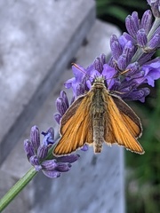 Thymelicus sylvestris