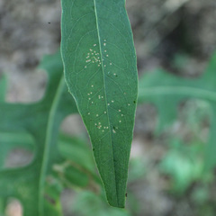Liriomyza taraxaci