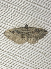 Costaconvexa
