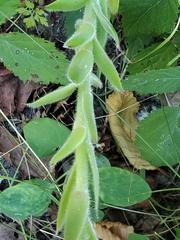 Sempervivum tectorum