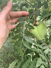 Xanthoceras sorbifolium