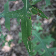 Liriomyza taraxaci
