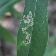 Liriomyza taraxaci