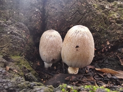 Coprinopsis alopecia
