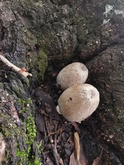 Coprinopsis alopecia