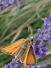 Thymelicus sylvestris