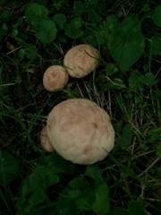 Calvatia rubroflava