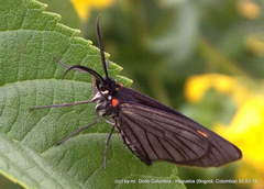Sangalopsis microleuca