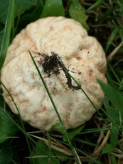 Calvatia rubroflava