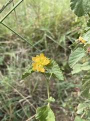 Malvastrum corchorifolium