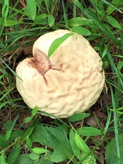 Calvatia rubroflava