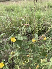 Malvastrum corchorifolium