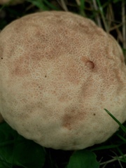 Calvatia rubroflava