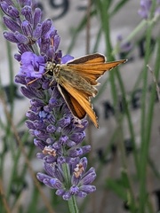 Thymelicus sylvestris