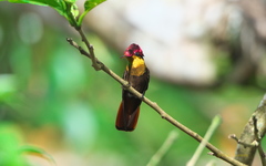 Chrysolampis mosquitus