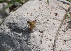 Chrysanthrax edititius