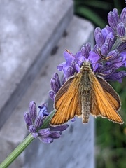 Thymelicus sylvestris