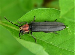 Dylobolus rotundicollis
