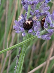 Chrysolina americana