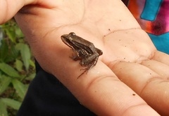 Leptodactylus insularum