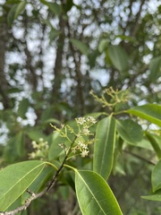 Zanthoxylum schreberi