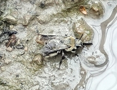 Anthophora occidentalis