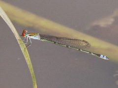 Pseudagrion sjoestedti