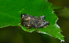 Zygops