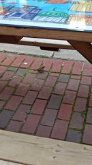 Passer domesticus domesticus