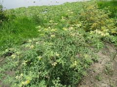 Solanum fructu-tecto