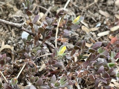 Portulaca quadrifida