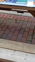 Passer domesticus domesticus