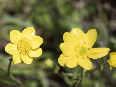 Ranunculus canus
