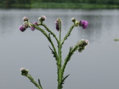 Cirsium lomatolepis
