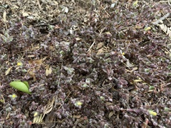 Portulaca quadrifida