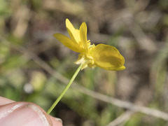 Ranunculus canus