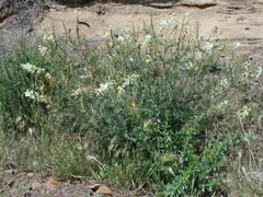 Astragalus trichopodus antisellii