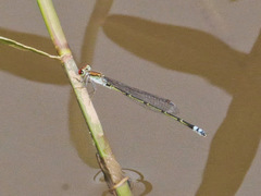 Pseudagrion sjoestedti