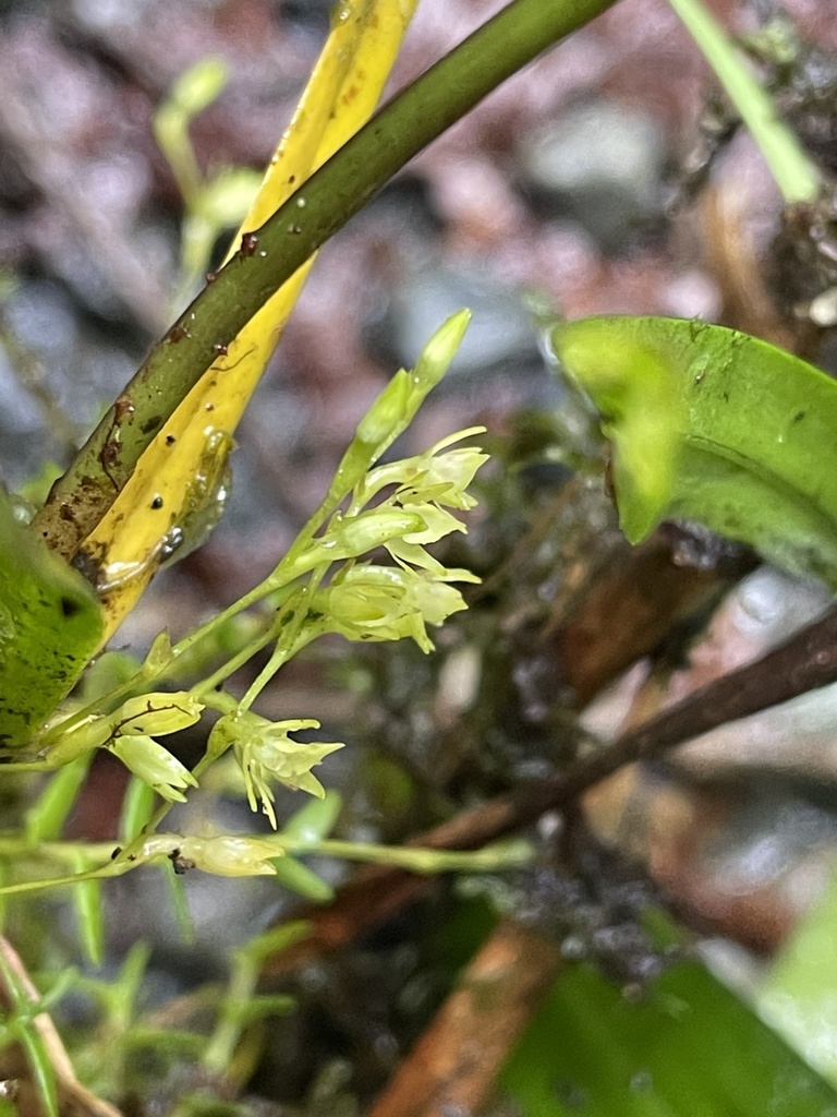 Epidendrum astroselaginella Hágsater & E.Santiago 3