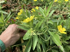 Ludwigia grandiflora
