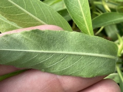 Ludwigia grandiflora