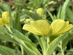 Ludwigia grandiflora