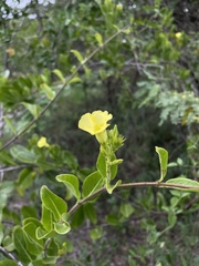 Pentalinon luteum