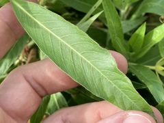Ludwigia grandiflora