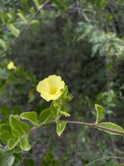 Pentalinon luteum