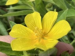 Ludwigia grandiflora