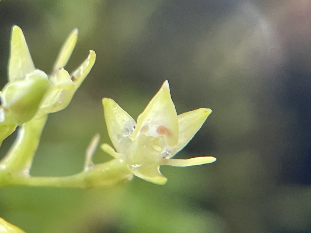 Epidendrum astroselaginella Hágsater & E.Santiago 4