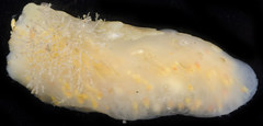 Eudistoma ritteri