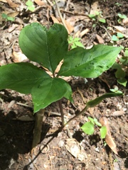 Arisaema quinatum
