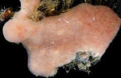 Cystodytes lobatus